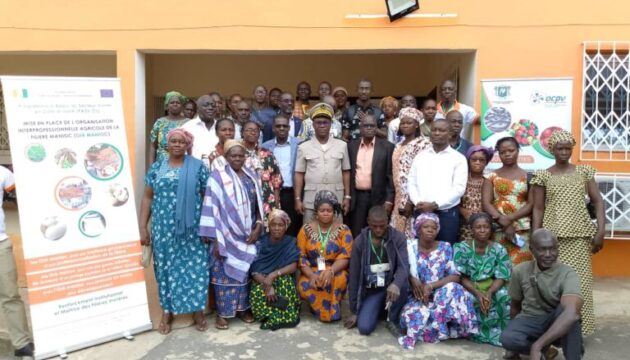 Manioc-Bouna-Cote-dIvoire-agriculture
