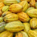 Cacao : des producteurs s’opposent aux manœuvres des exportateurs