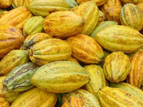 cacao