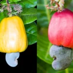 Caractérisation des adventices majeures dans les vergers d’anacardier en Côte d’Ivoire