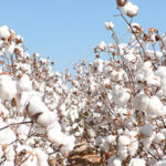 Yamoussoukro : un atelier bilan réunit les acteurs de la filière coton