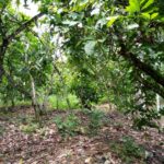 Côte d’Ivoire : Entre expulsions et solutions consensuelles dans la forêt classée de Scio.