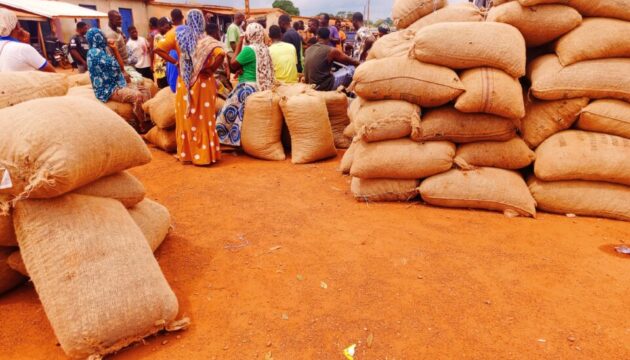 noix-de-cajou-sandegue-anacarde-agriculture-