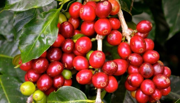 coffe
