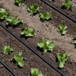 Ghana : un plan ambitieux d’irrigation de 100 000 hectares pour booster l’agriculture