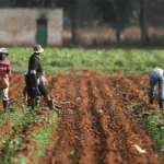 Nigeria : la biotechnologie au service de la sécurité alimentaire