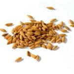 Ouganda : un projet de 4 millions $ pour dynamiser la production de semences de riz
