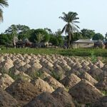 Sokodé : les agriculteurs à la merci d’une météo imprévisible