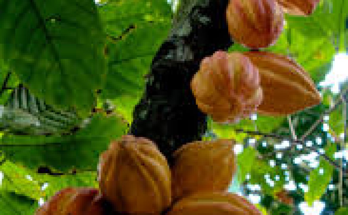 cacao