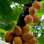 Côte d’Ivoire : le prix du cacao fixé à un niveau record de 2 800 FCFA le kilo