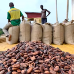 Ghana : hausse de 12 % du prix du cacao pour soutenir les producteurs