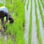 Irrigation en Côte d’Ivoire : clé de l’autosuffisance en riz