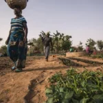 Sahel : le programme Soil Values, levier pour la santé et la fertilité des sols agricoles