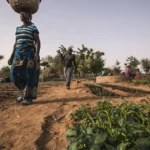 Sahel : le programme Soil Values, levier pour la santé et la fertilité des sols agricoles
