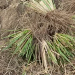 Burkina Faso : le vétiver, une arme naturelle contre la pollution des sols miniers