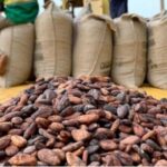 Trafic de cacao en Côte d’Ivoire : quand les fèves échappent à l’État