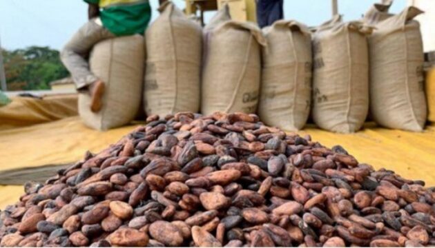 cacao contrebande cote divoire