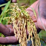 Burkina Faso : le Projet PAVAL lance un marché pour l’acquisition d’engrais destinés aux filières riz, maïs et maraîchage