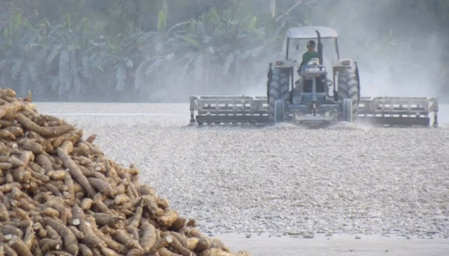 industrialisation manioc