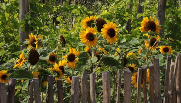 tournesol plantation