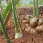 En Côte d’Ivoire, la filière gingembre à la croisée des chemins