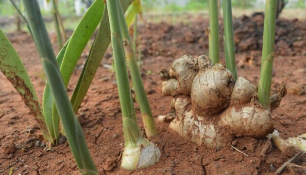 Ginger,Plant,With,The,Scientific,Name,Zingiber,Officinale,Which,Is