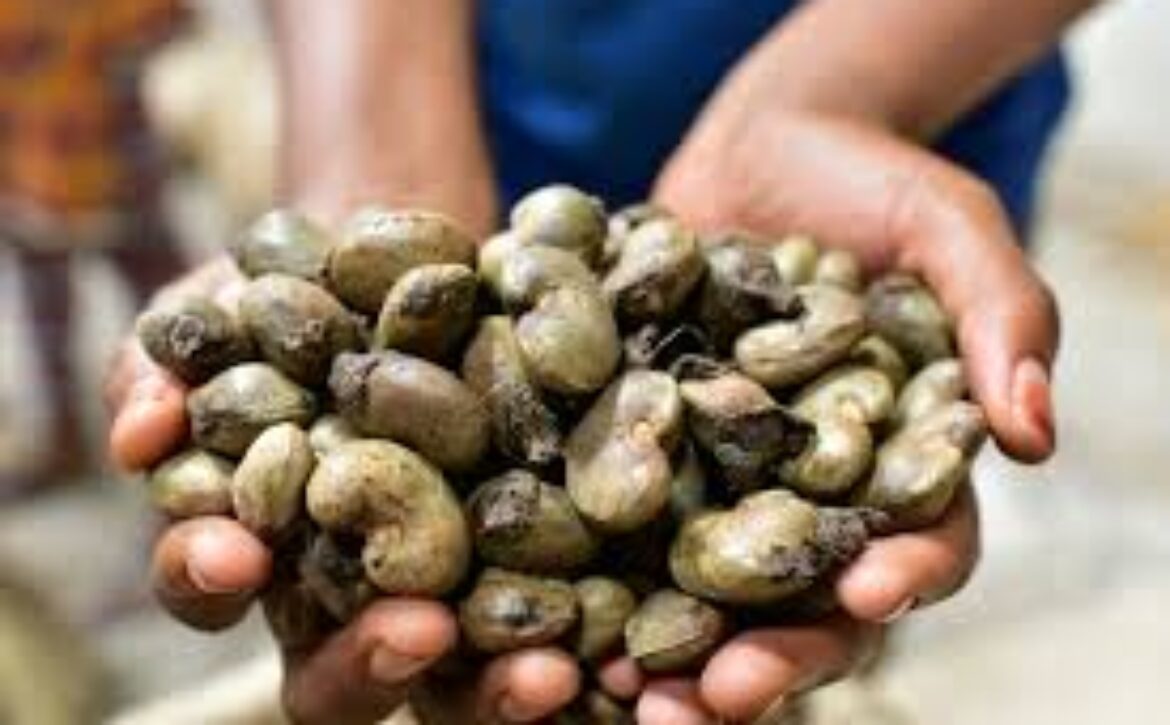 noix de cajou côte d’ivoire