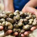 Côte d’Ivoire : le prix du kilo de noix de cajou en léger recul pour la campagne 2026