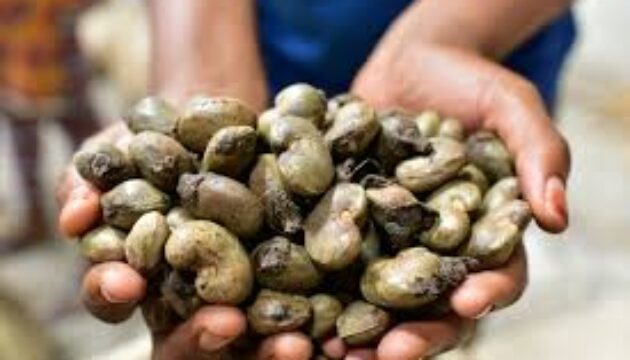 noix de cajou côte d’ivoire