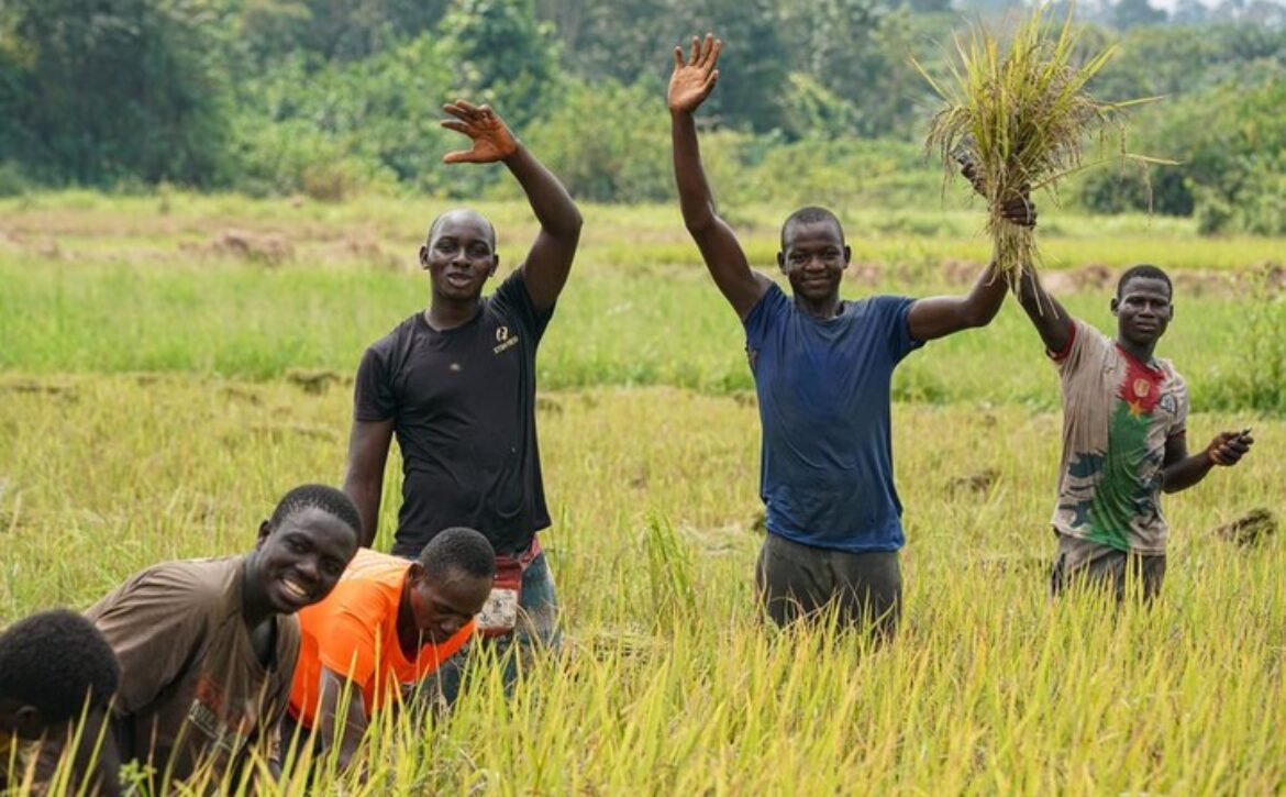 Côte d’Ivoire : récolte du riz paddy cultivé en coopération avec des experts chinois à Divo