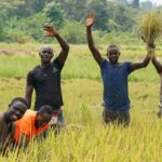 Changement climatique : la Côte d’Ivoire veut renforcer la résilience de la riziculture face aux défis climatiques