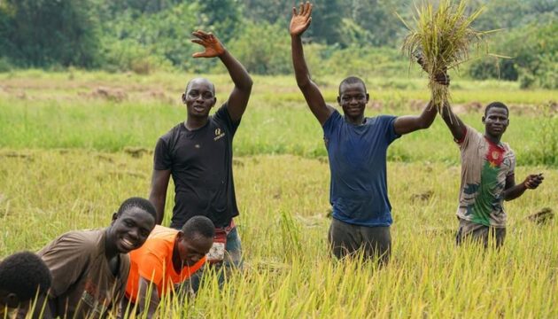 Côte d’Ivoire : récolte du riz paddy cultivé en coopération avec des experts chinois à Divo