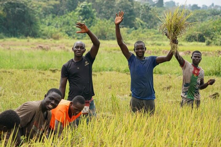 Côte d’Ivoire : récolte du riz paddy cultivé en coopération avec des experts chinois à Divo