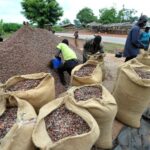 Cacao : la Côte d’Ivoire abaisse fortement le prix payé aux producteurs face à la crise du marché