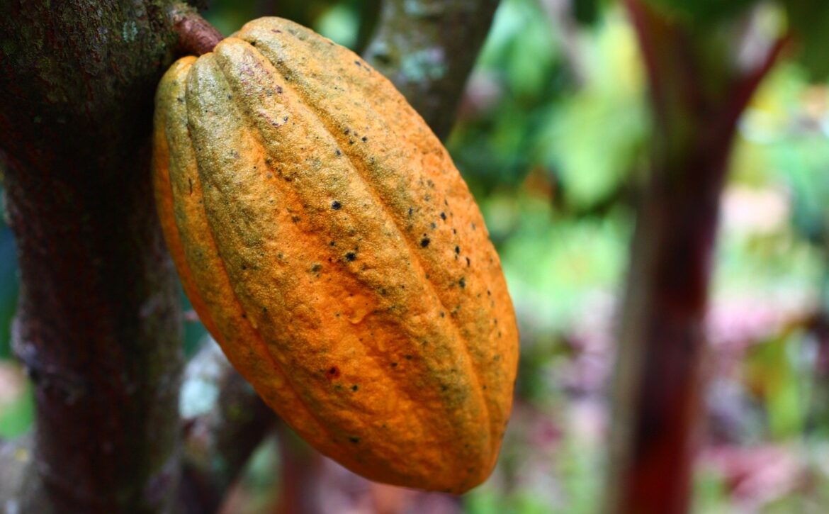 cacao prix côte d’ivoire