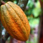 Crise du cacao : la Côte d’Ivoire réduit de 57 % le prix bord-champ pour la petite traite