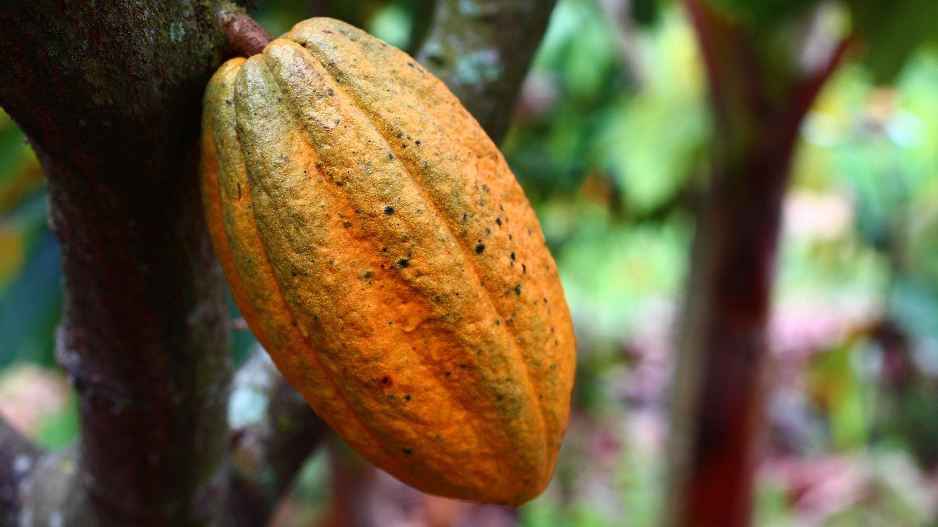 cacao prix côte d’ivoire