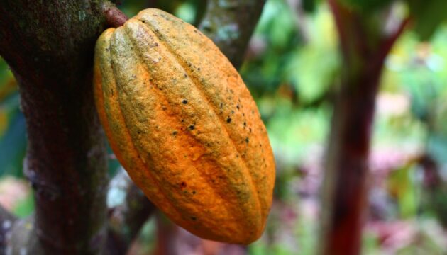 cacao prix côte d’ivoire