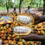 Marché du cacao : les grands producteurs mondiaux se mobilisent contre la volatilité des prix