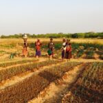 Côte d’Ivoire : seulement 5 % des femmes possèdent des terres agricoles, un frein au développement rural